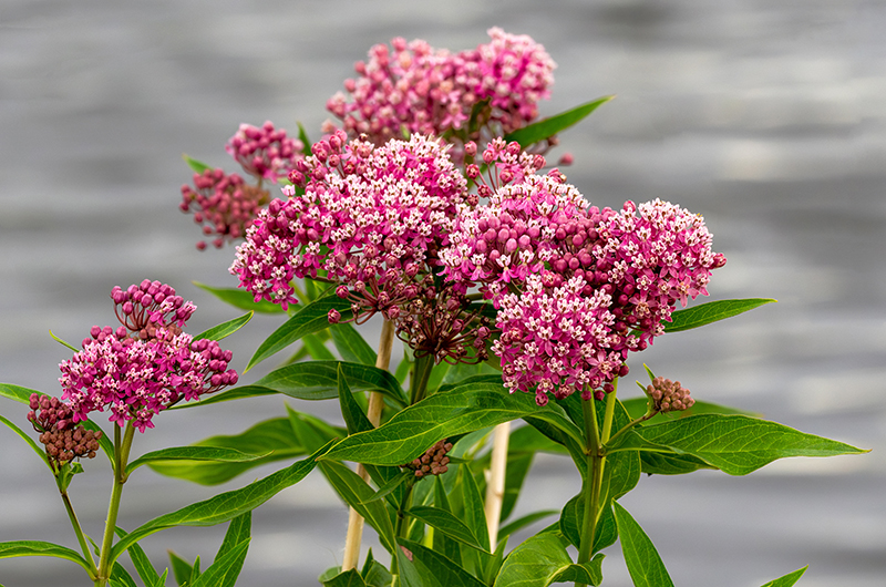 Swamp Milkweed in Bloom | Suburban Lawn & Garden Clusters of pink and white swamp milkweed flowers in bloom with green foliage near water.