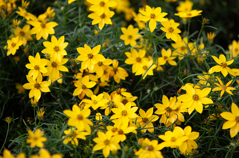 Coreopsis in Bloom | Suburban Lawn & Garden Bright yellow Coreopsis flowers in full bloom with delicate green foliage.