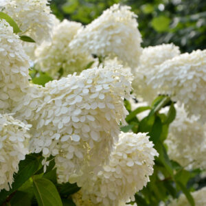 Close-up of white hydrangea panicles in full bloom, surrounded by green foliage in sunlight.