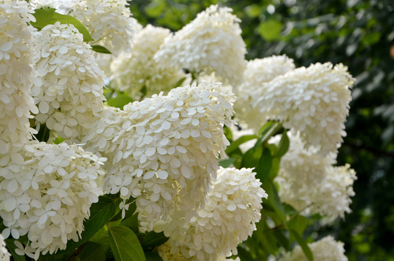 ShrubSale_AdobeStock_411210456 | Suburban Lawn & Garden Close-up of white hydrangea panicles in full bloom, surrounded by green foliage in sunlight.
