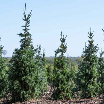 Riverside Serbian Spruce trees growing in neat rows under clear blue skies on a tree farm.