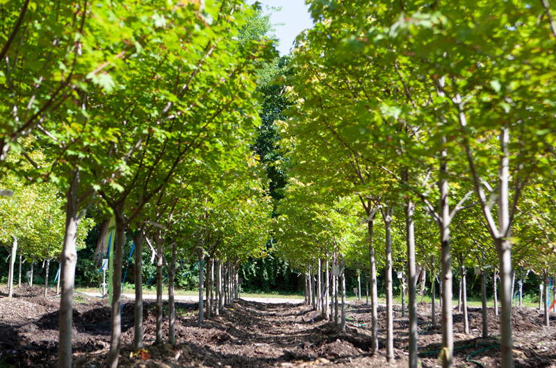 TreeSale_GH_0328 | Suburban Lawn & Garden Rows of young trees growing in a nursery under bright sunlight, ready for planting and landscape use.