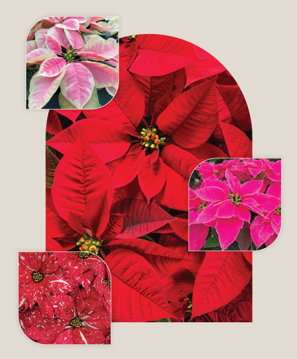 WINChristmasMarket_PoinsettiaB600px | Suburban Lawn & Garden