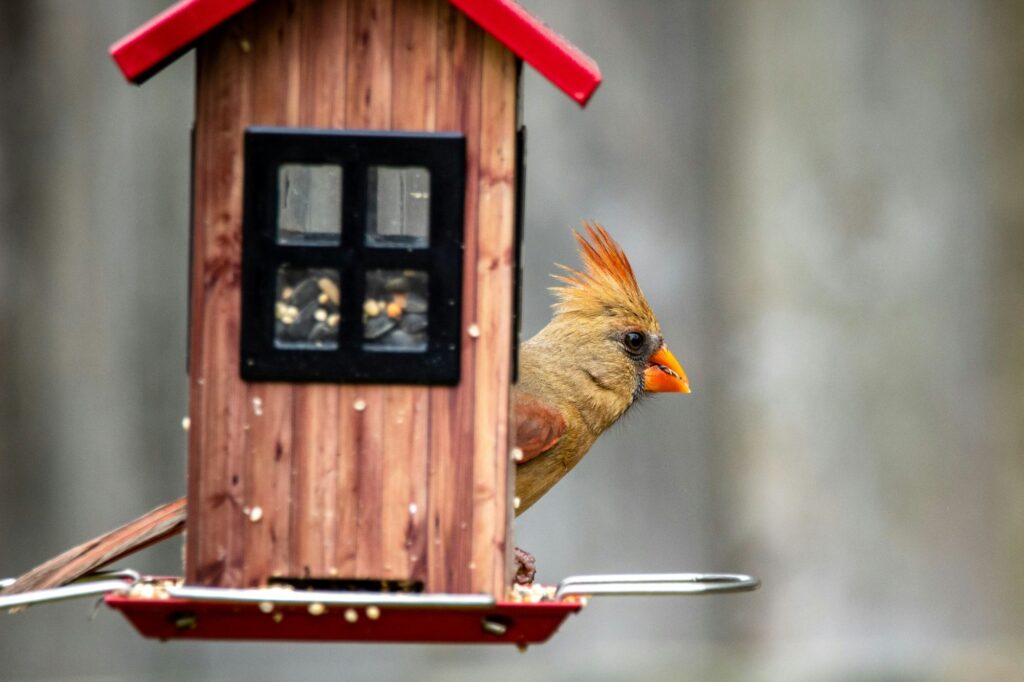 Female cardinal perched at a wooden bird feeder in winter.