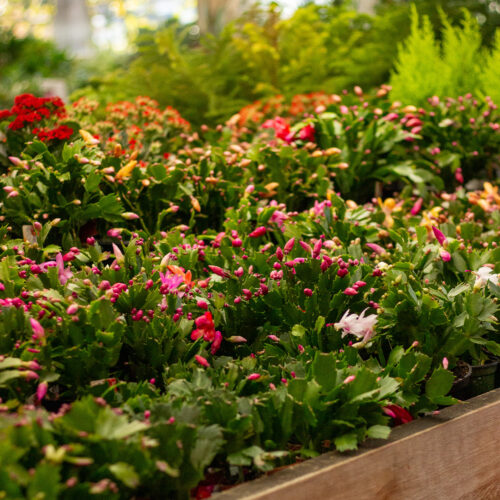 Christmas_Cactus_IMG_8078 #image_title