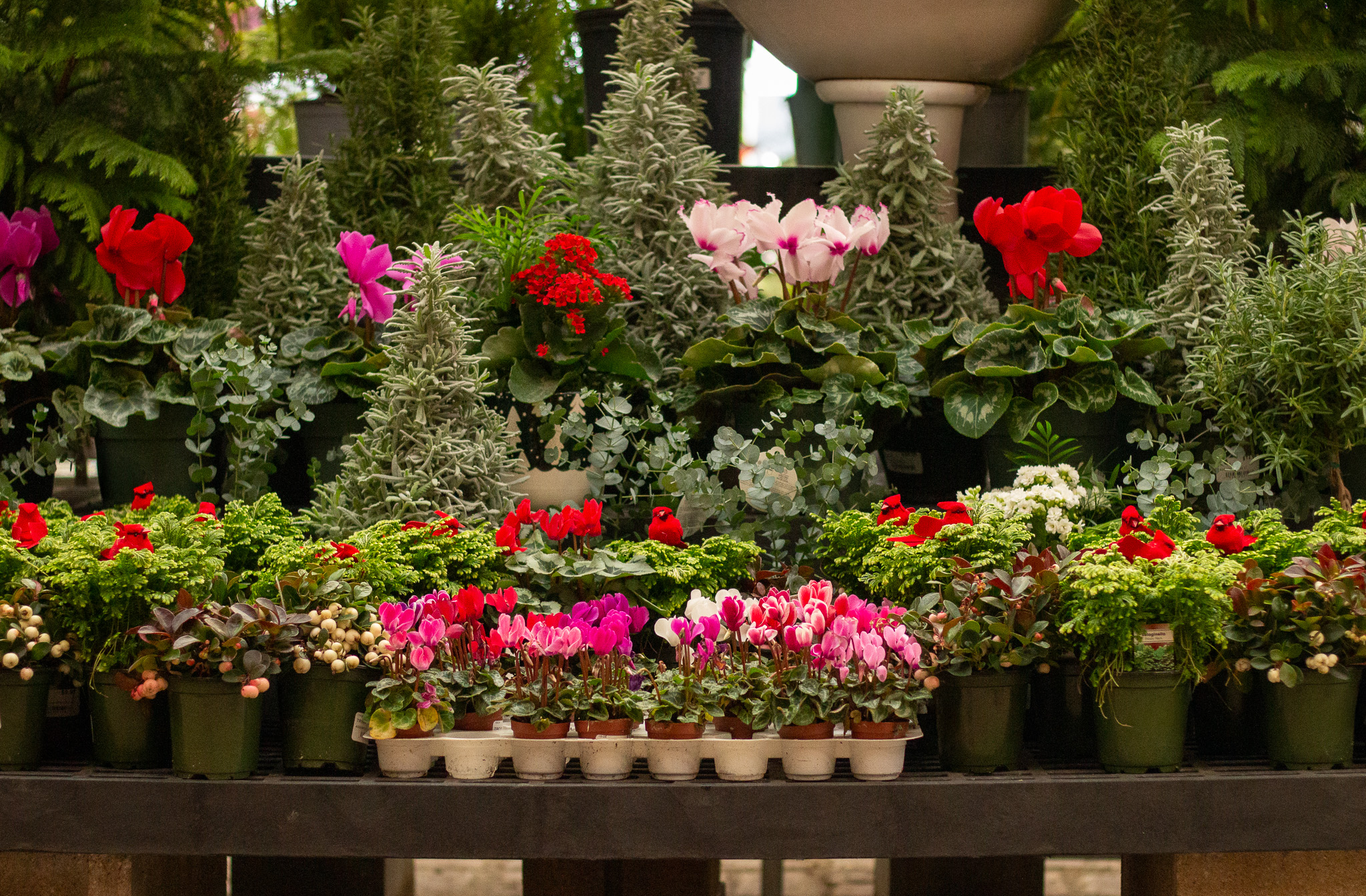 Holiday_Plants_IMG_8081 | Suburban Lawn & Garden