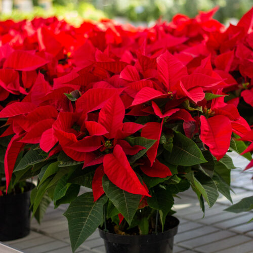 Poinsettias_IMG_8096 #image_title