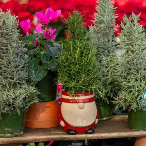 Holiday_Plants_IMG_8130 #image_title