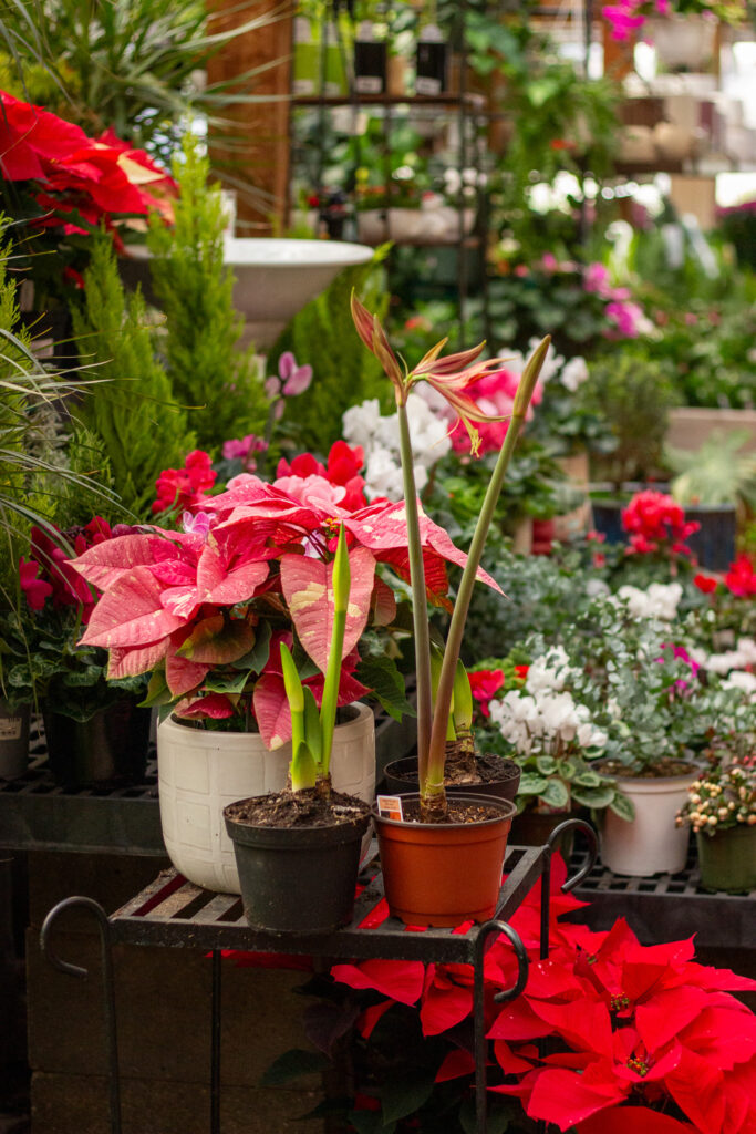 How to Care for the Season’s Most Popular Holiday Plants