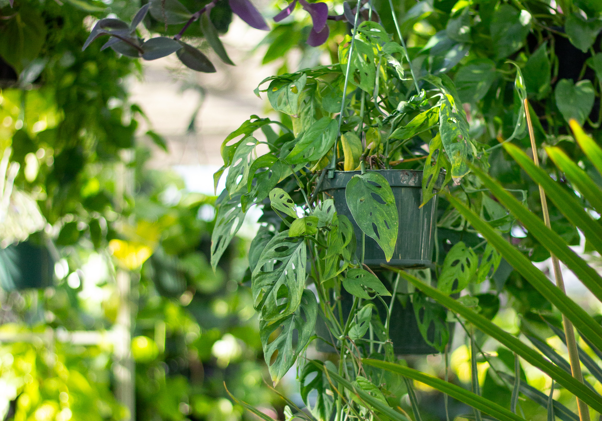 Hanging Monstera adansonii plant with perforated leaves trailing from a pot in a lush greenhouse.