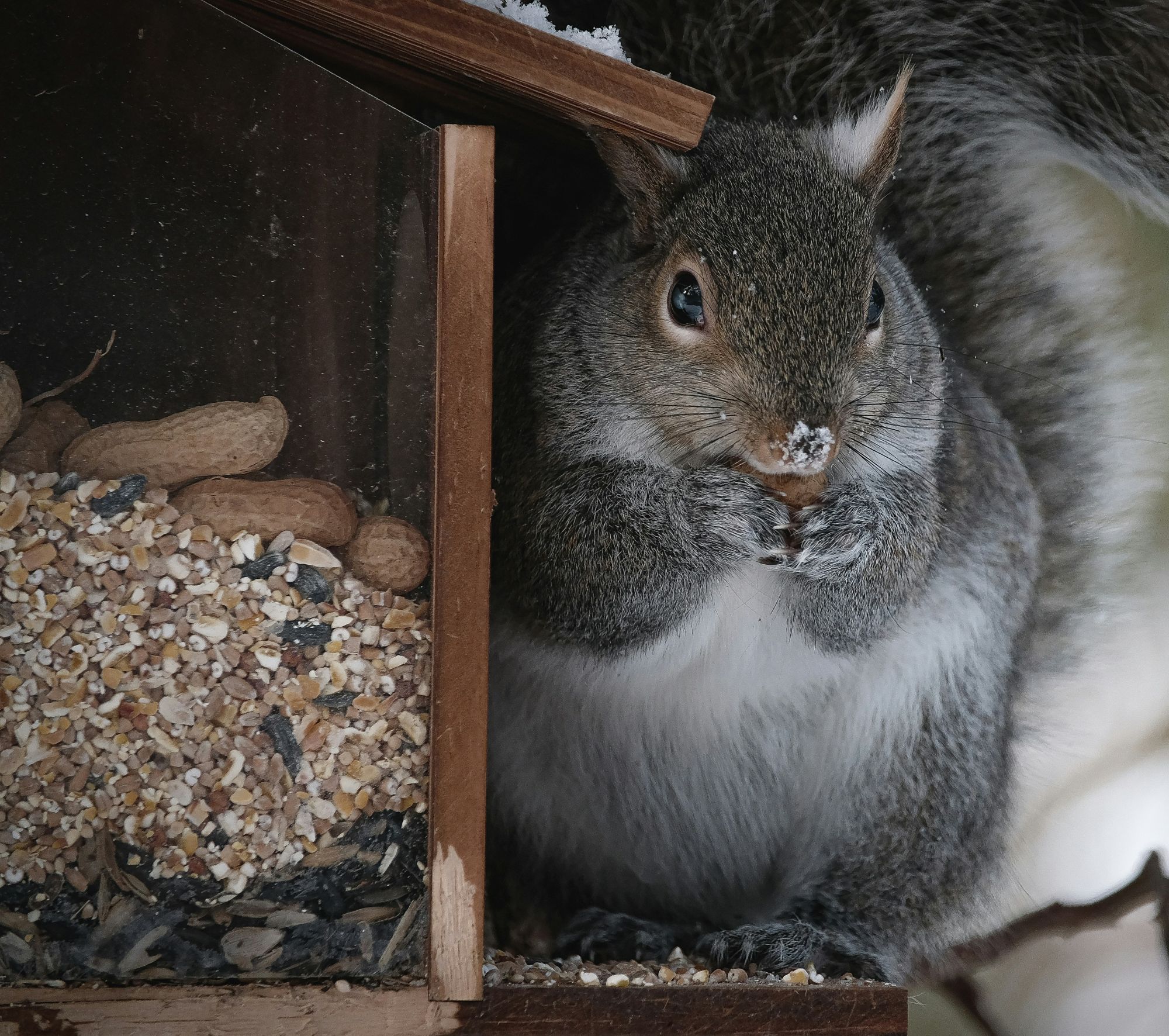 Squirrel_Birdfeeder_sm | Suburban Lawn & Garden