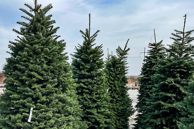 ValueBuys_WIN25_TreeSale | Suburban Lawn & Garden Christmas Tree lot
