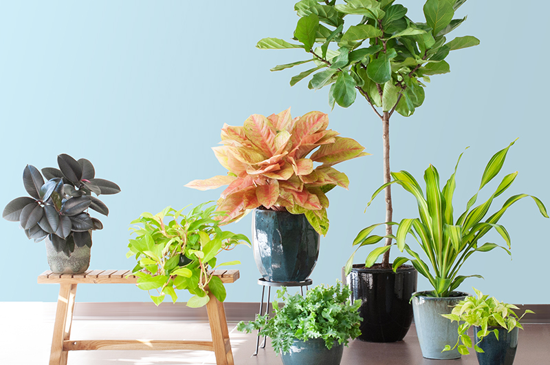 Various sizes house plants in beautiful ceramic pots