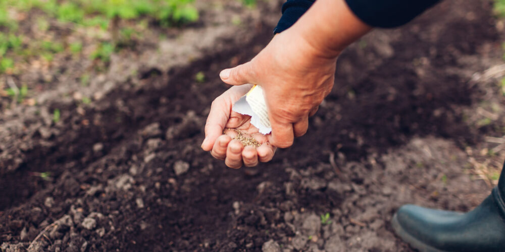 Farmers hand planting a seed in soil sowing parsley in spring garden #image_title