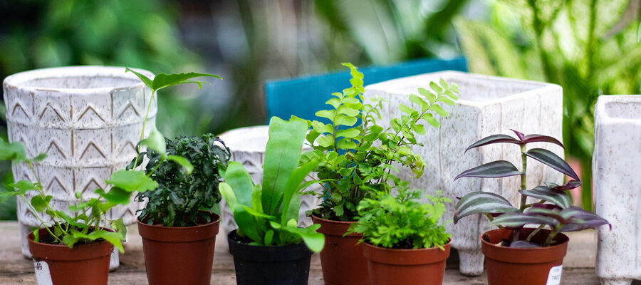 Small tropical plants in nursery pots arranged on wooden table