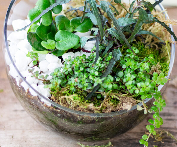 Modern glass terrarium with mixed foliage, moss, and white stones