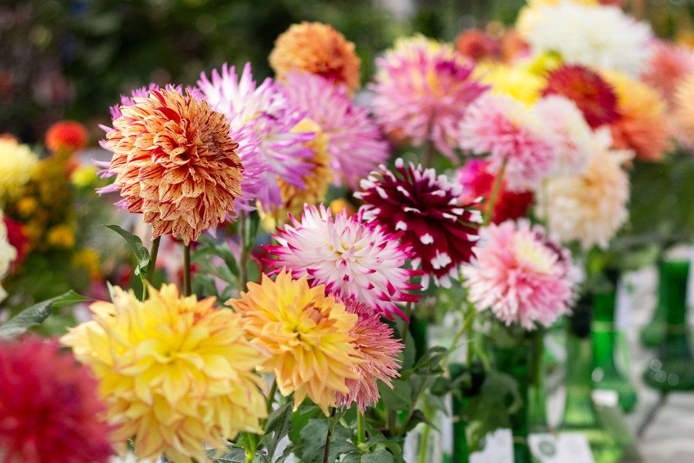 Vibrant Dahlia Blooms | Suburban Lawn & Garden Colorful dahlia flowers in shades of pink, yellow, red, and orange