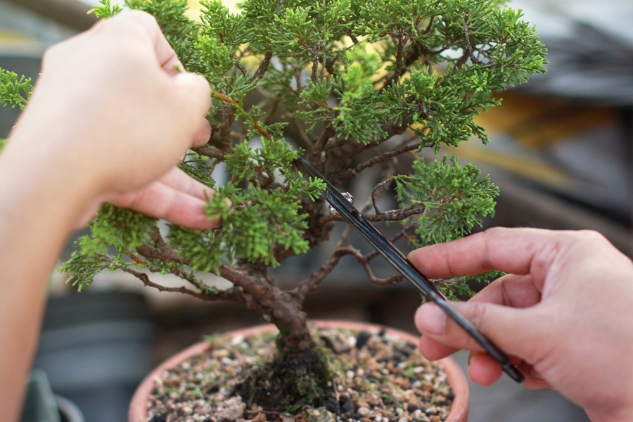 Friends of Bonsai Learning Workshops & Exhibition