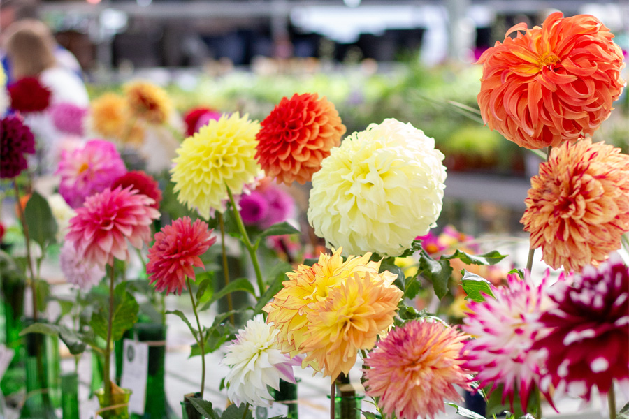 Colorful Dahlia Display at Dahlia Society Event | Suburban Lawn & Garden Colorful assortment of dahlia blooms in various shapes and sizes displayed at a Dahlia Society event with vibrant garden backdrop