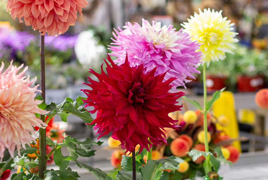 Colorful Dahlia Blooms at Dahlia Society Event | Suburban Lawn & Garden Vibrant dahlia flowers in red, pink, and yellow displayed in a garden center setting during a Dahlia Society event