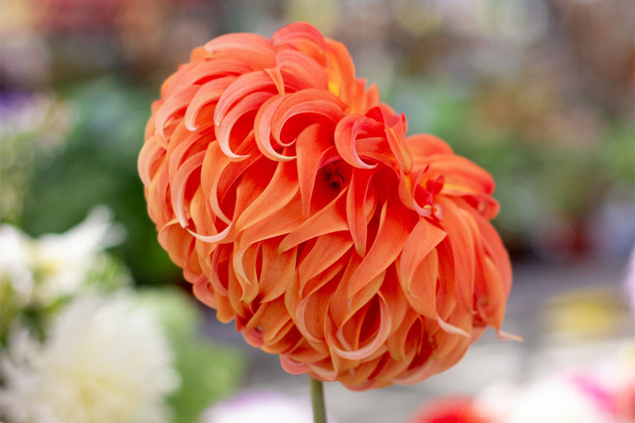 Orange Dahlia Bloom at Dahlia Society Event | Suburban Lawn & Garden Close-up of vibrant orange dahlia bloom with layered petals on display at a Dahlia Society event