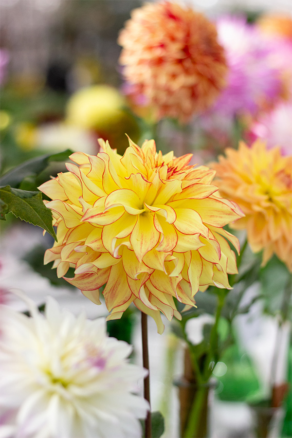 Yellow Dahlia with Red Edges at Dahlia Event | Suburban Lawn & Garden Yellow dahlia bloom with red-edged petals displayed among other colorful dahlias at a Dahlia Society event