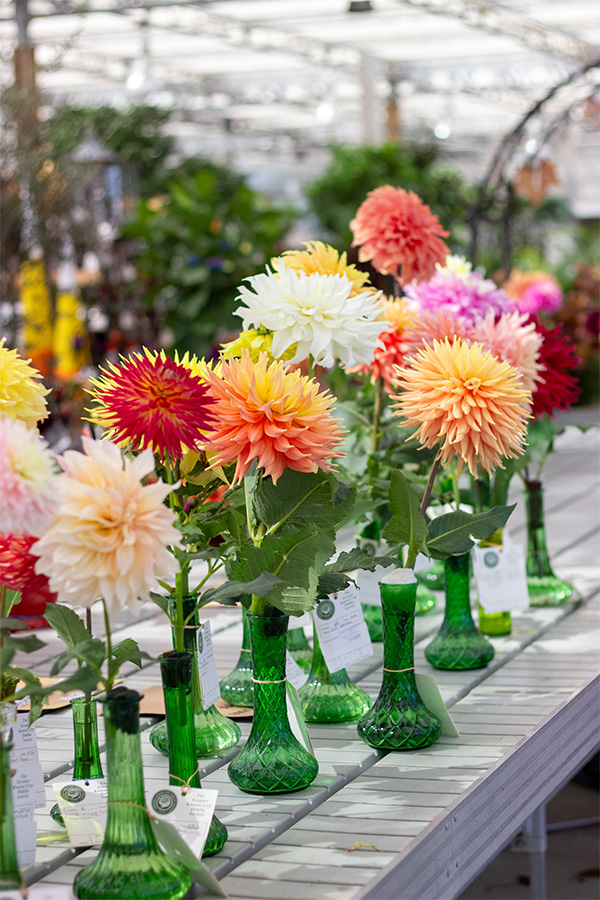 Fresh-Cut Dahlia Display | Suburban Lawn & Garden Colorful dahlia stems displayed in green glass vases inside greenhouse