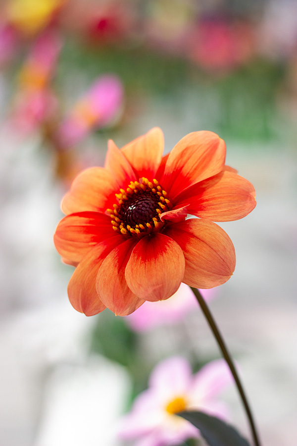 Vibrant Orange Dahlia | Suburban Lawn & Garden Orange dahlia flower with deep red center in bloom
