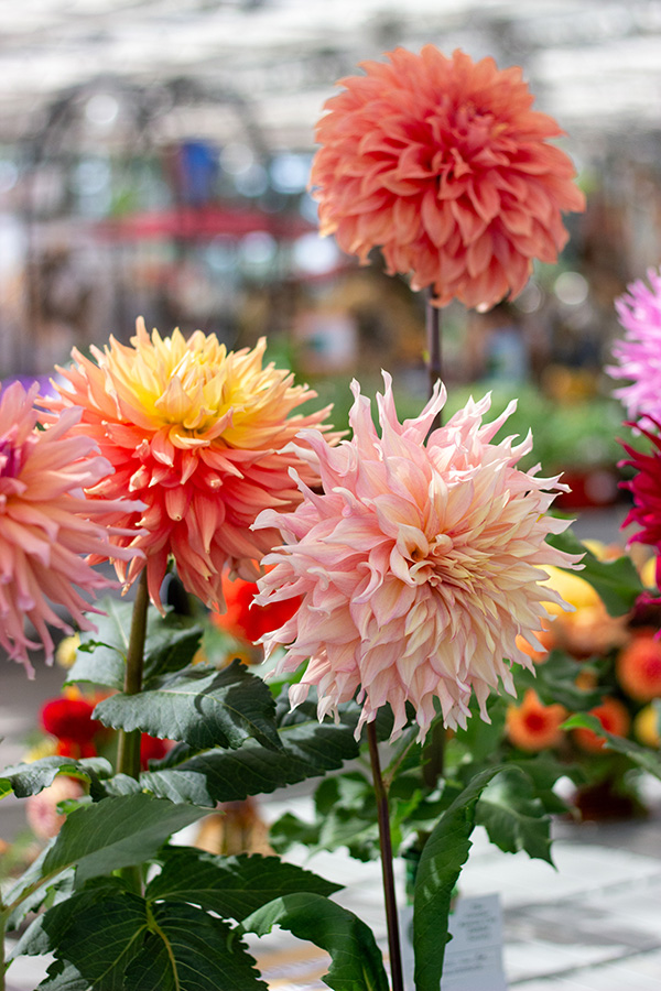 Seasonal Color in Bloom | Suburban Lawn & Garden Colorful dahlia blooms growing in containers inside garden center