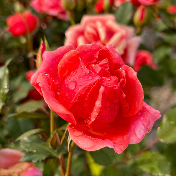 Close-up of red rose in bloom with water droplets on petals at a garden center during a Rose Society event