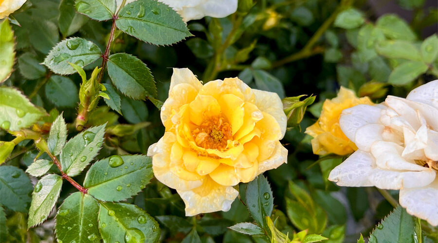 Close-up of yellow rose bloom with water droplets on petals and green foliage at a Rose Society event display