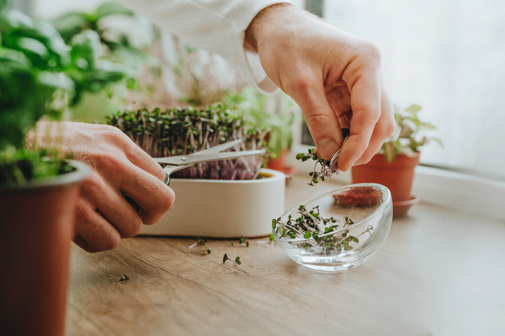 Grow Fresh Sprouts & Microgreens All Winter