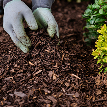 Smiling woman holding white flowering plant inside a greenhouse