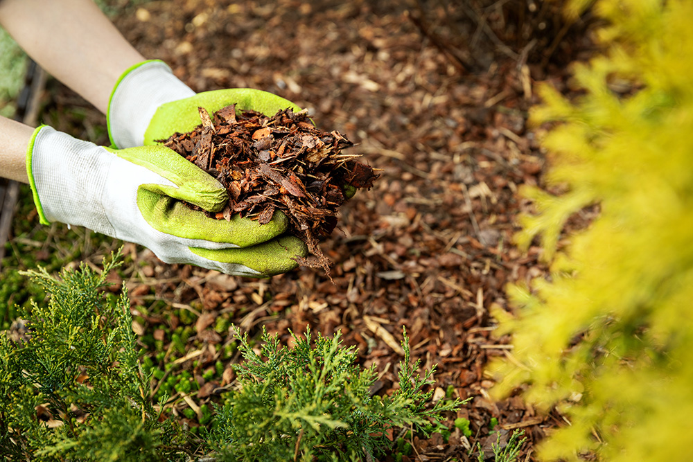 Mulch Matters: The Secret to a Healthier, Better-Looking Landscape