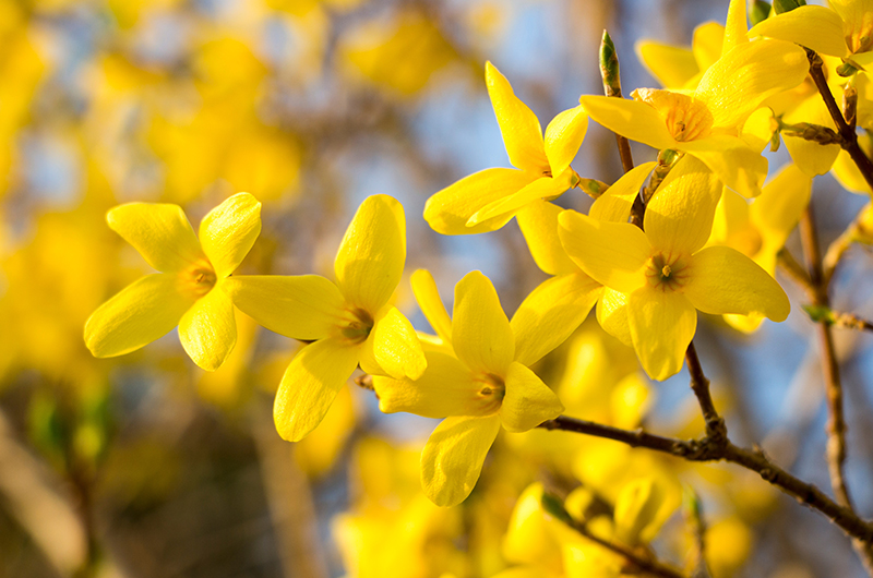 Forsythia Bush with blooming yellow flowers