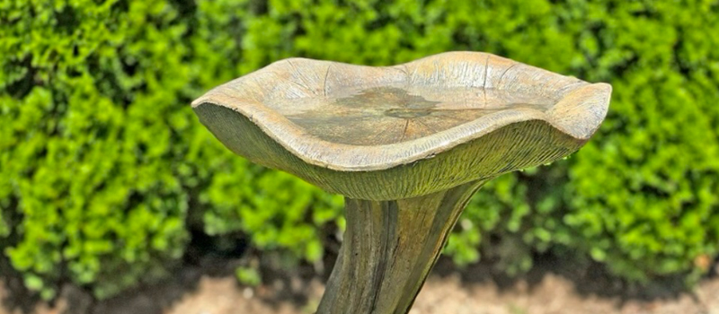 Stone birdbath with shallow basin in a garden setting surrounded by greenery