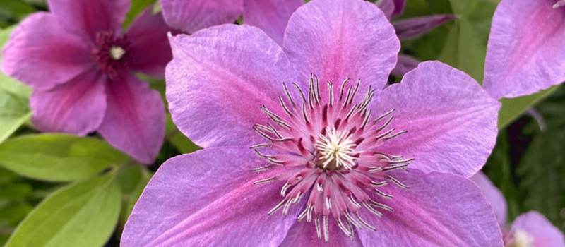 Pink clematis flower in bloom with detailed center and soft petals