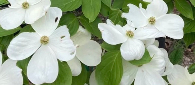 White dogwood flowers in bloom with green leaves in a garden setting