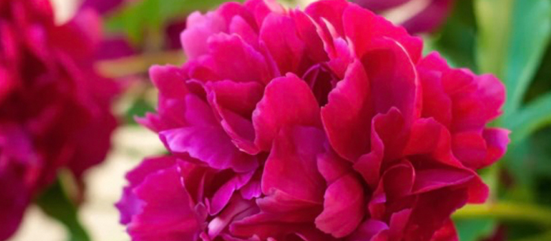 Bright pink peony flower in full bloom with layered petals in a garden