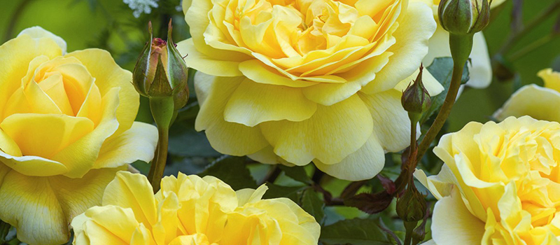 Yellow rose blooms with unopened buds and layered petals in a garden setting