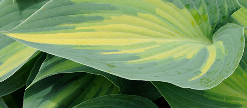 Variegated hosta leaf with green and yellow striping in a shade garden