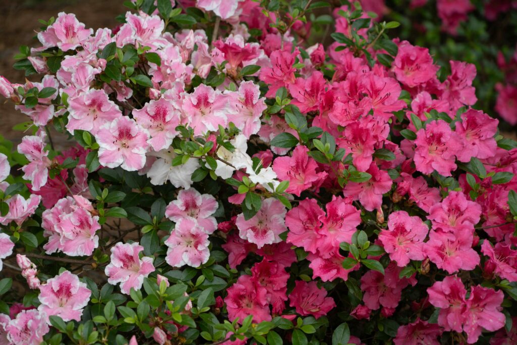 Azalea and Rhododendron Care Guide