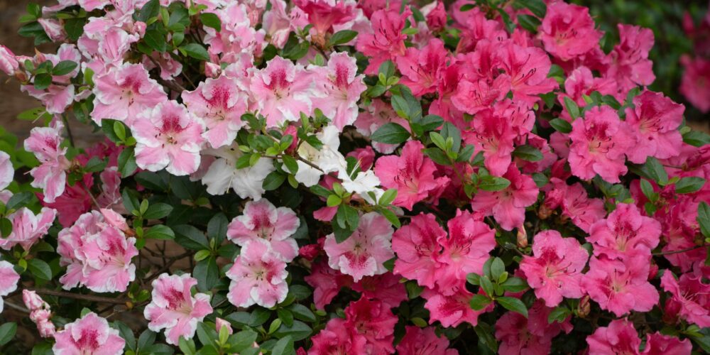 Azalea #image_title