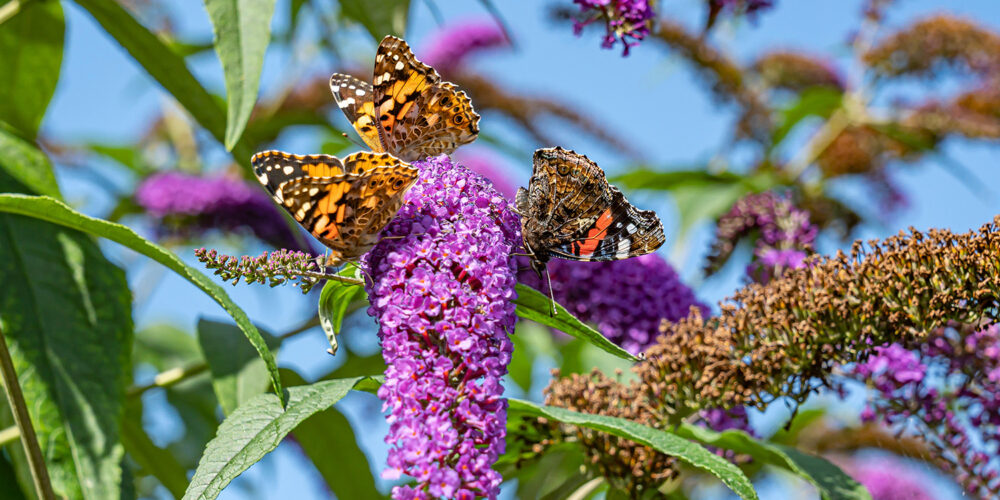 Two orange-and-black butterflies perched on a purple butterfly-bush flower against a blue sky.