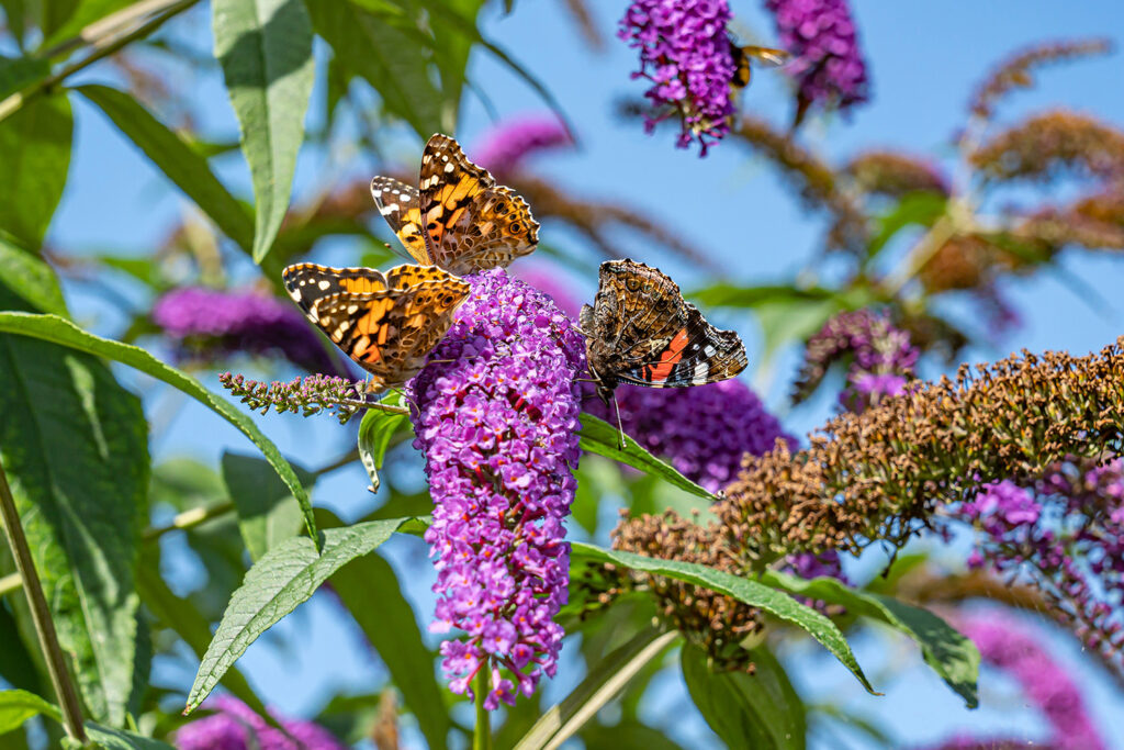 Two orange-and-black butterflies perched on a purple butterfly-bush flower against a blue sky.