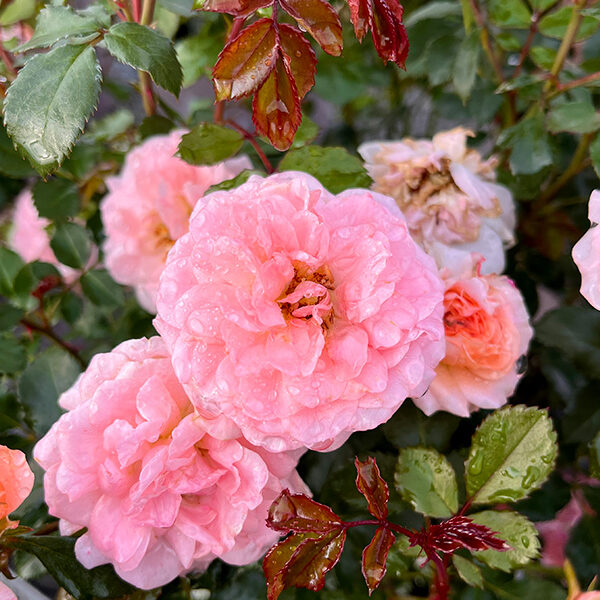 Soft pink rose blooms with water droplets surrounded by green and red foliage