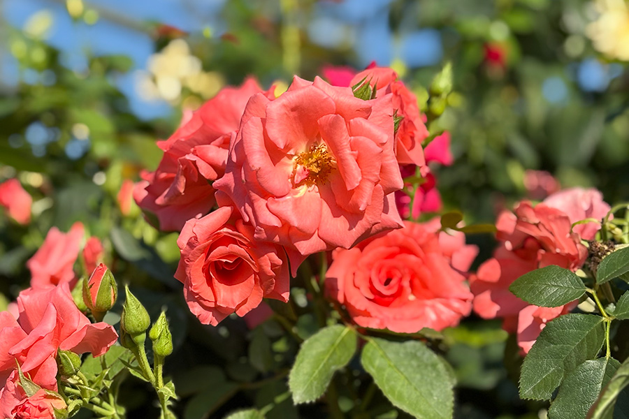 Pink roses in full bloom on a leafy bush, with buds and a blue sky background.