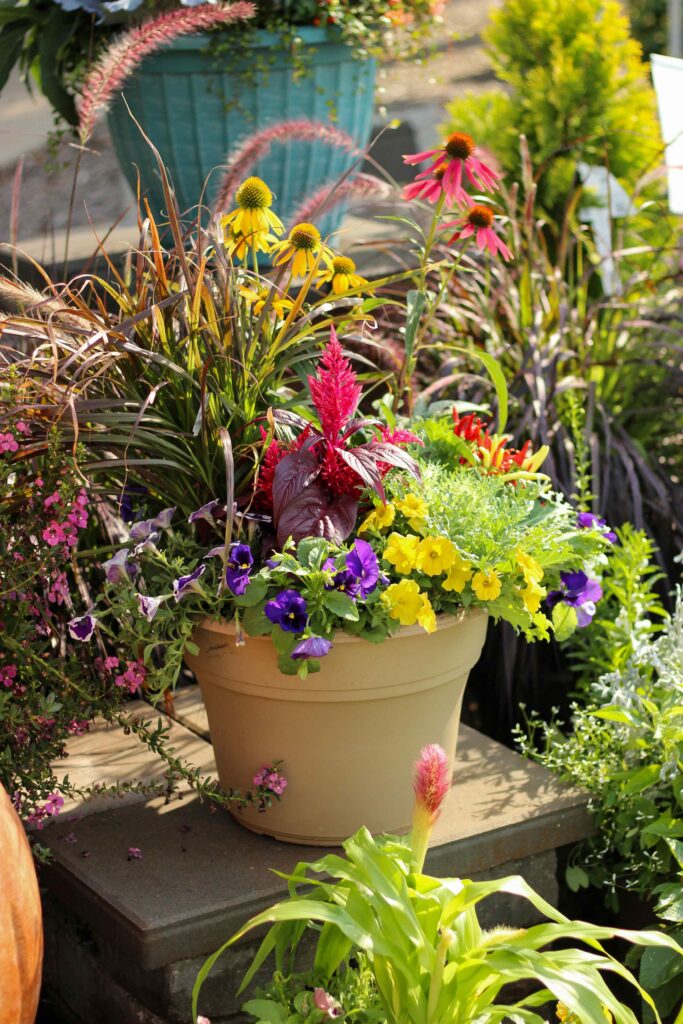 Outdoor Container Gardening with Annuals: A Simple Guide to Seasonal Color