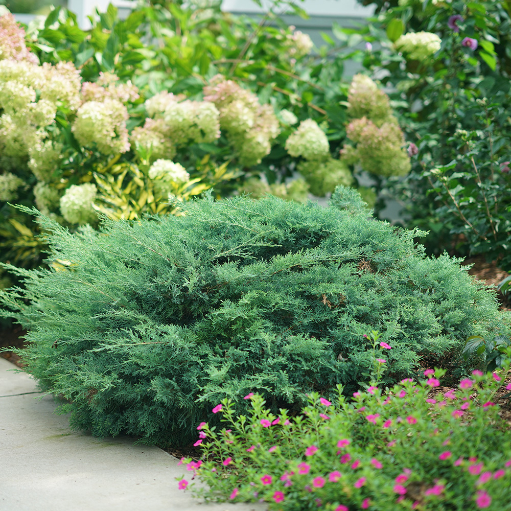 Top Deer and Rabbit Resistant Shrubs for Your Garden