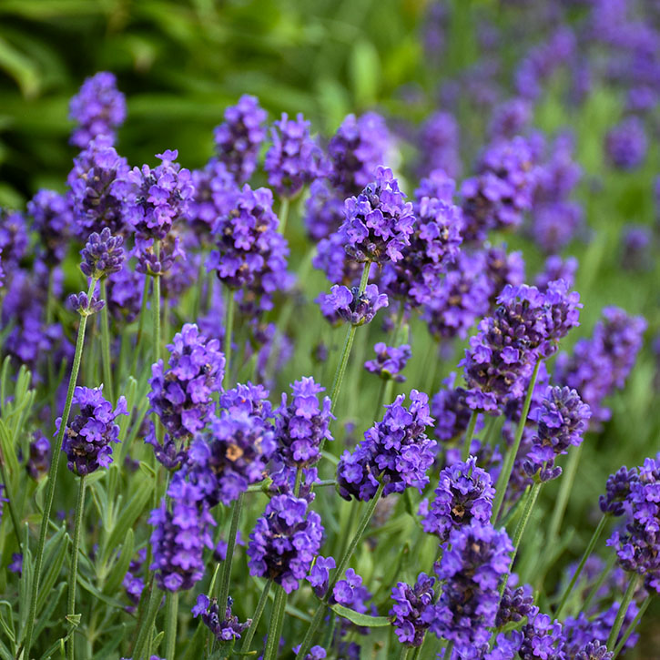 Purple lavender flowers in a sunlit garden bed with green foliage in the background, close-up view of tall blooms